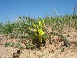 Astragalus farctus