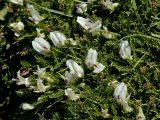 Astragalus angustifolius. Цветки и листья. Греция, о-в Крит, ном Ханья (Νομός Χανίων), дим Платаньяс (Δήμος Πλατανιά), горный массив Лефка Ори (Λευκά Όρη), седловина между вершинами Гингилос (Γκίγκιλος) и Афхенас (Αυχένας), ≈ 1700 м н.у.м., каменистый склон. 23 июня 2017 г.