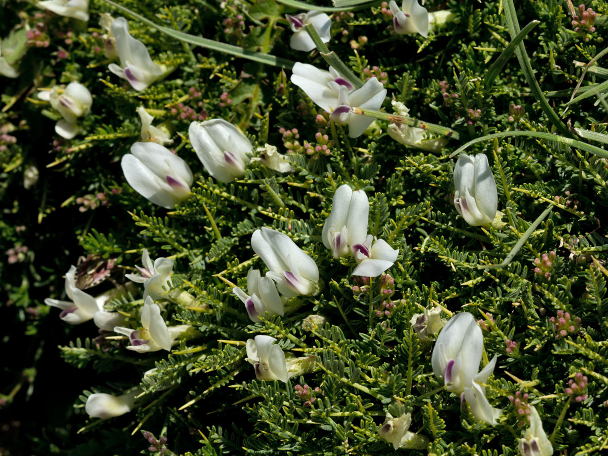 Изображение особи Astragalus angustifolius.