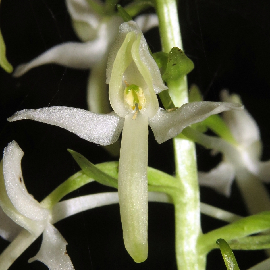 Изображение особи Platanthera bifolia.