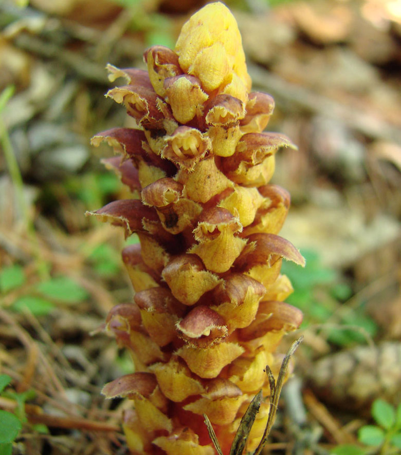 Image of Boschniakia rossica specimen.