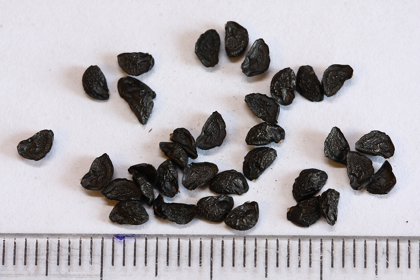 Image of Allium ramosum specimen.