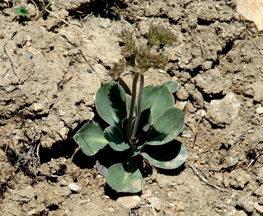 Изображение особи Goniolimon speciosum.