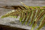 Dryopteris filix-mas. Верхняя часть вайи с сорусами (абаксиальная сторона). Средний Урал, Пермский край, Добрянский р-н, 3 км от ст. Ярино к востоку, смешанный лес. 27 июля 2016 г.