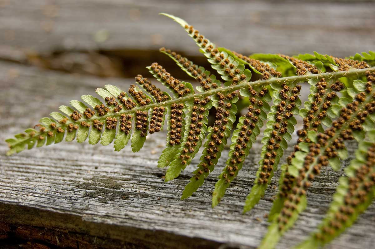 Изображение особи Dryopteris filix-mas.