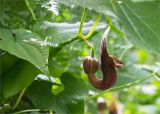 Aristolochia pontica. Часть побега с цветком. Грузия, Аджария, Хелвачаурский муниципалитет, окр. с. Мирвети, влажный самшитовый лес. 10.05.2017.