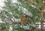 Pinus sylvestris. Часть ствола с веточкой и шишкой. Испания, Центральная Кордильера, национальный парк Сьерра-де-Гуадаррама, гора Абантос. Ок.1600 м н.у.м. Январь.