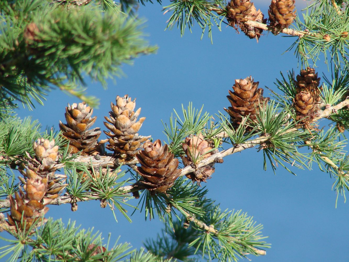 Image of Larix sibirica specimen.