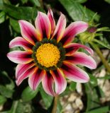 Gazania rigens