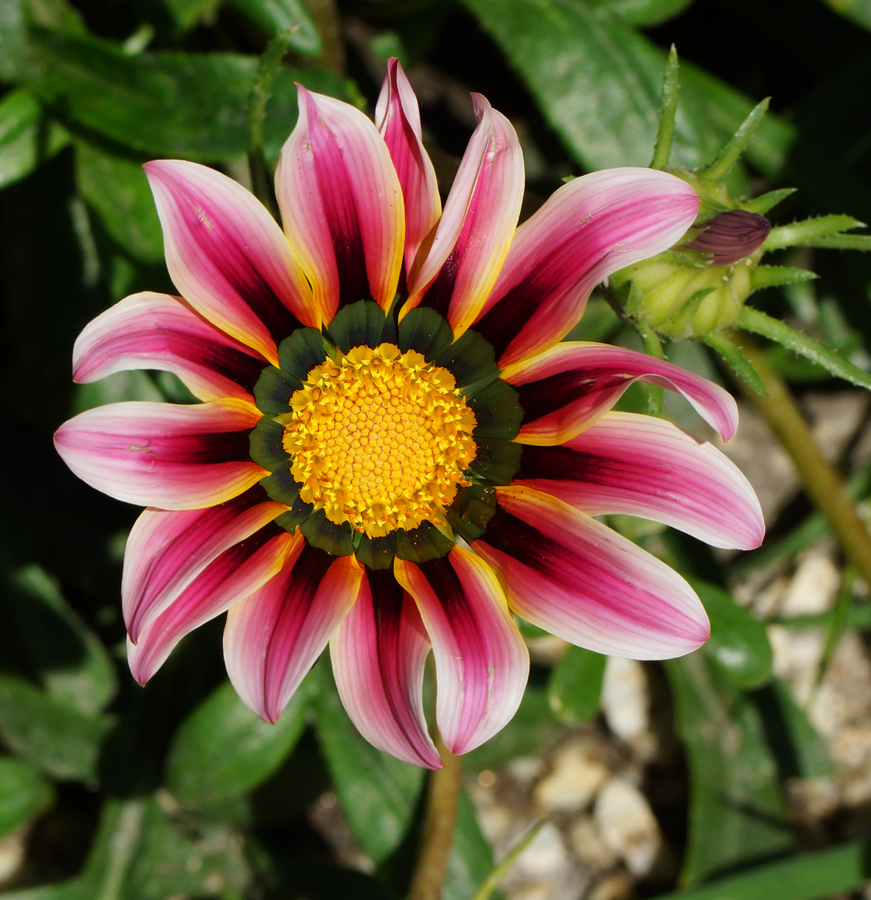 Изображение особи Gazania rigens.