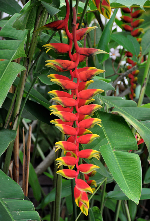 Image of Heliconia rostrata specimen.