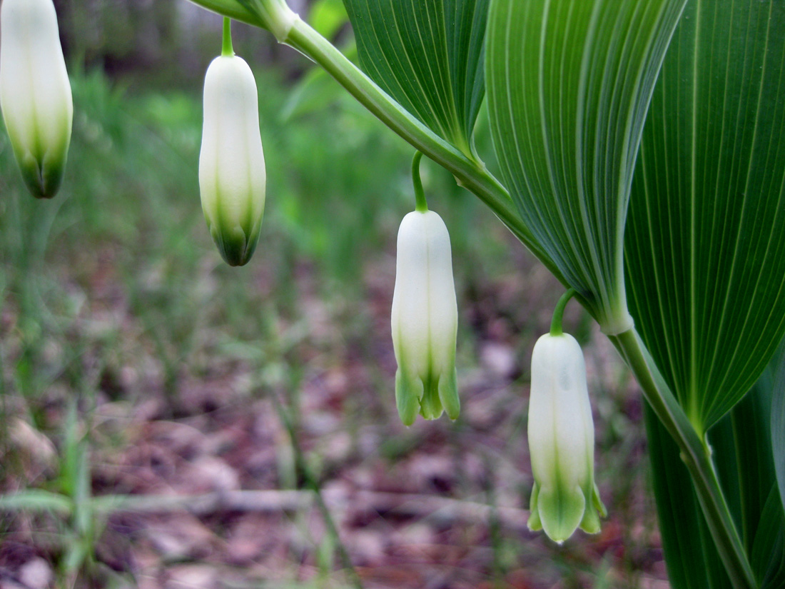 Image of Polygonatum odoratum specimen.