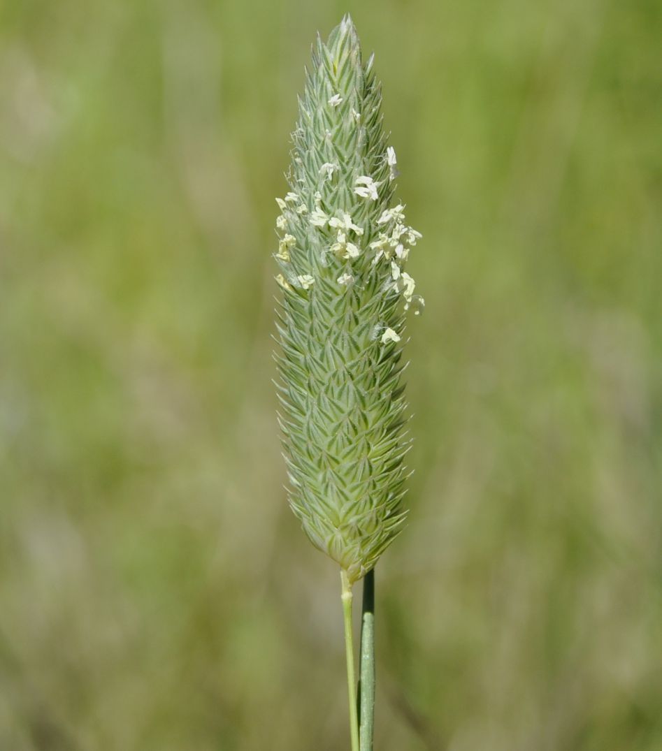 Изображение особи род Phalaris.