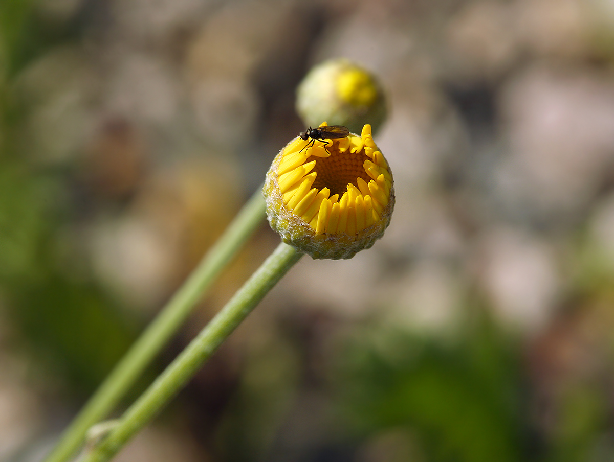 Image of Anthemis tinctoria specimen.