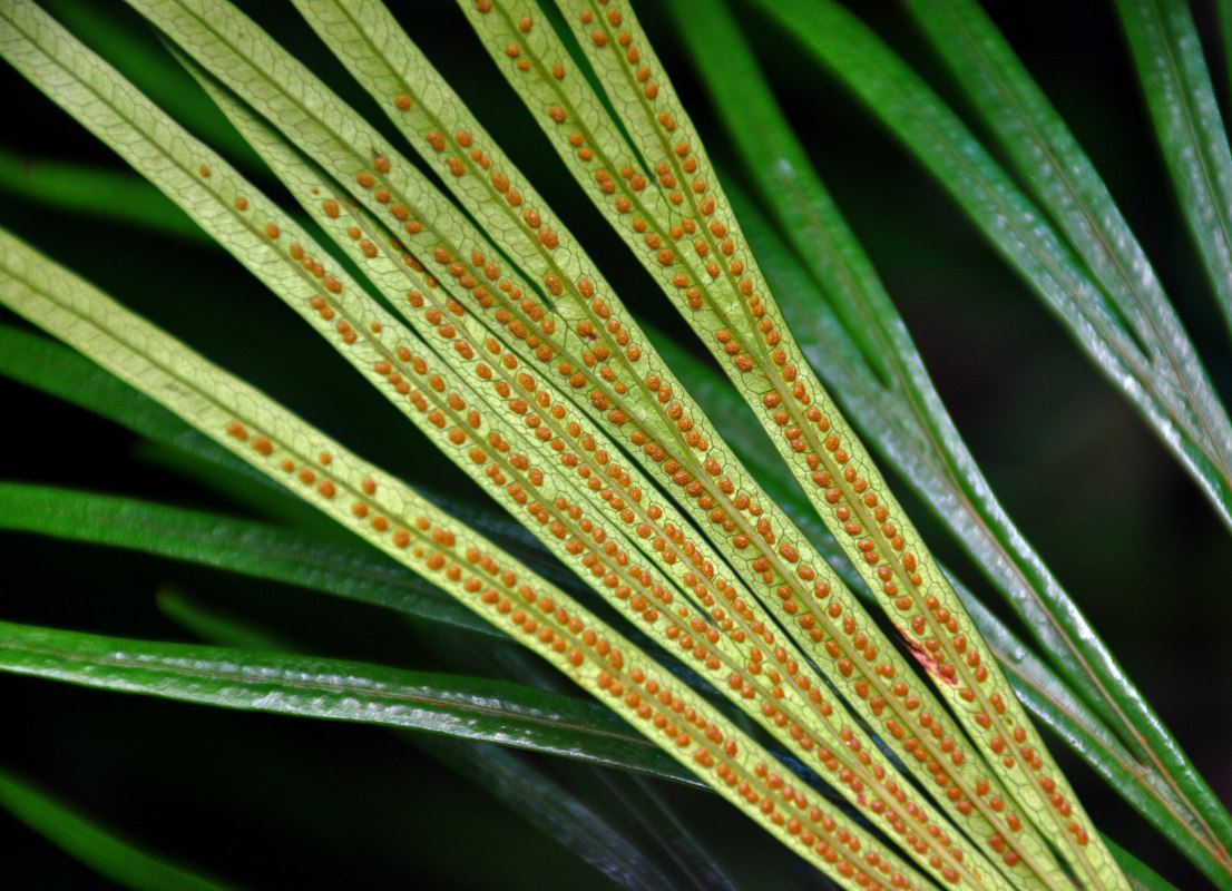 Image of Dipteris lobbiana specimen.