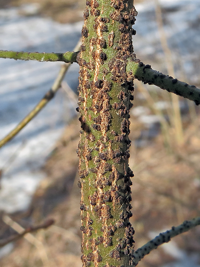 Изображение особи Euonymus verrucosus.