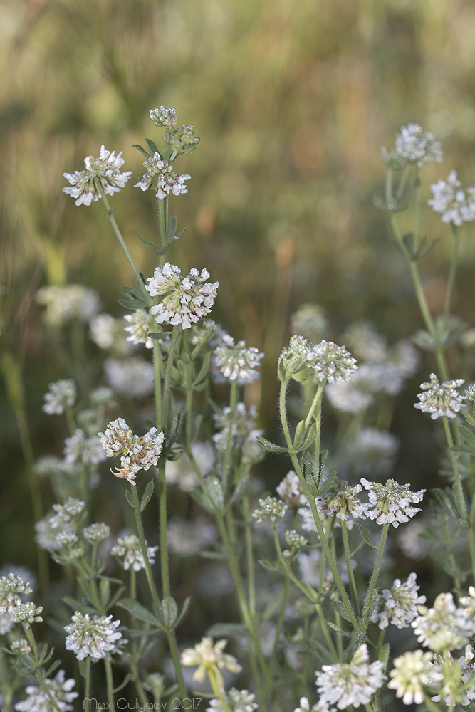 Изображение особи Dorycnium herbaceum.