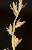 Phoenix dactylifera