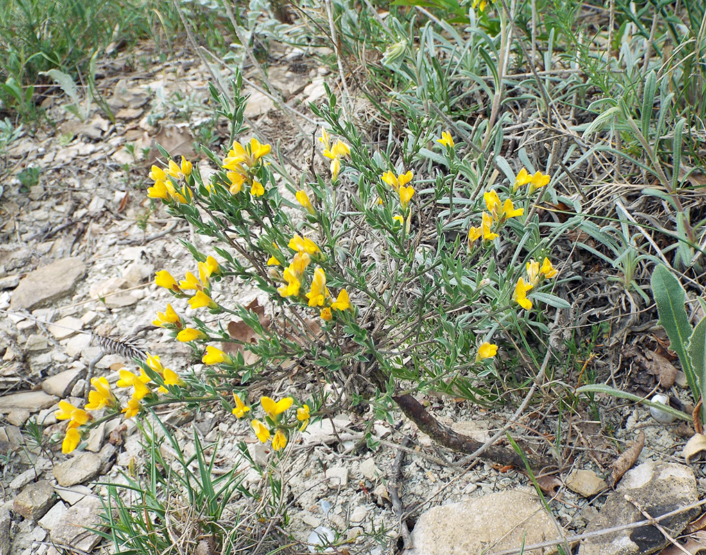 Image of Genista scythica specimen.