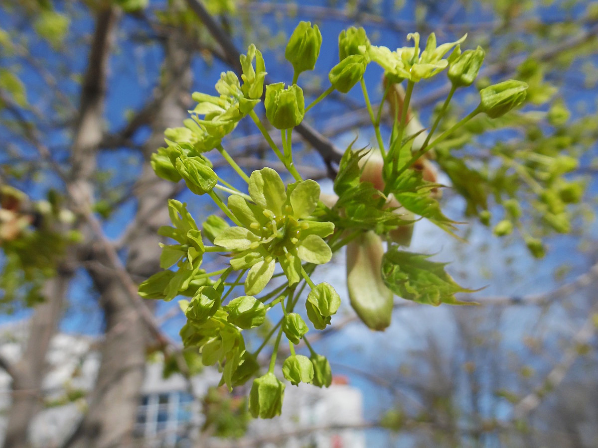 Image of Acer platanoides specimen.