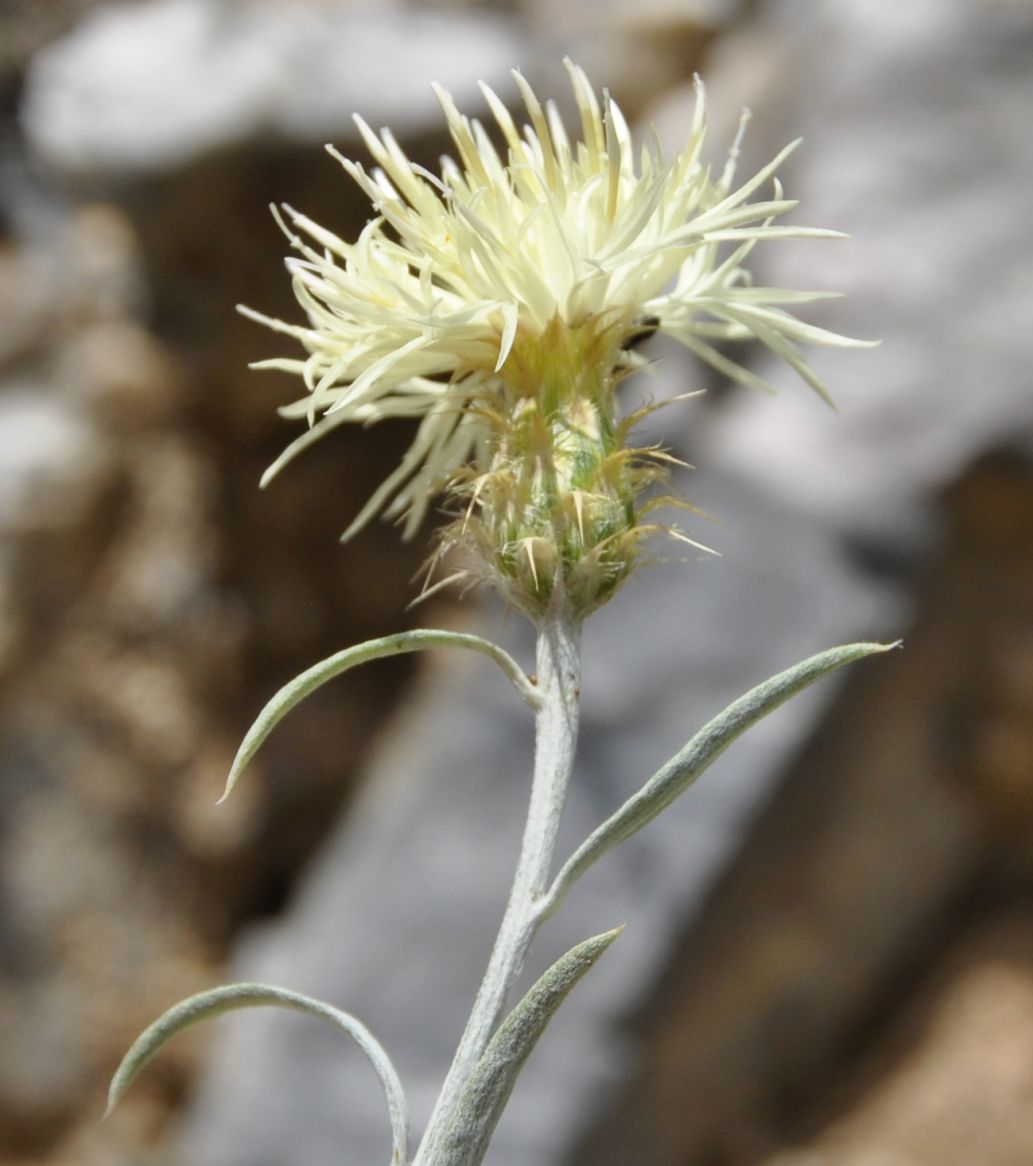 Image of Centaurea incompleta specimen.