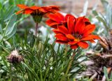 Gazania × hybrida