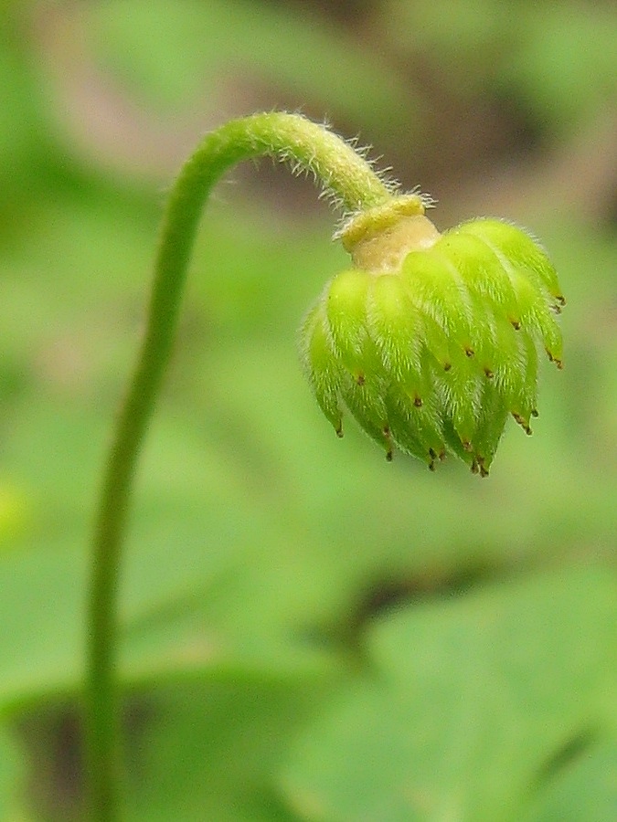 Image of Anemone altaica specimen.