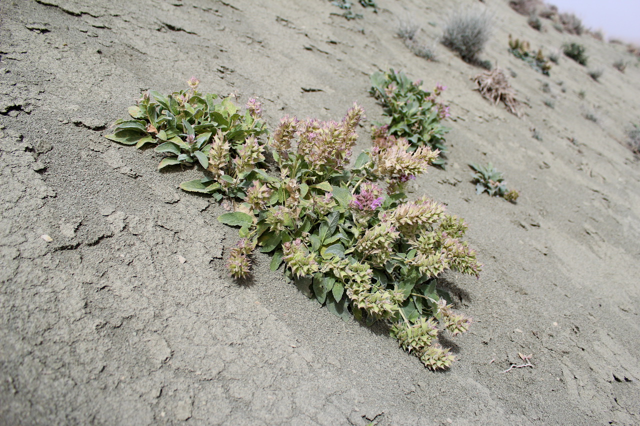 Image of Salvia ariana specimen.