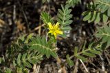 Tribulus terrestris