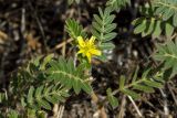 Tribulus terrestris