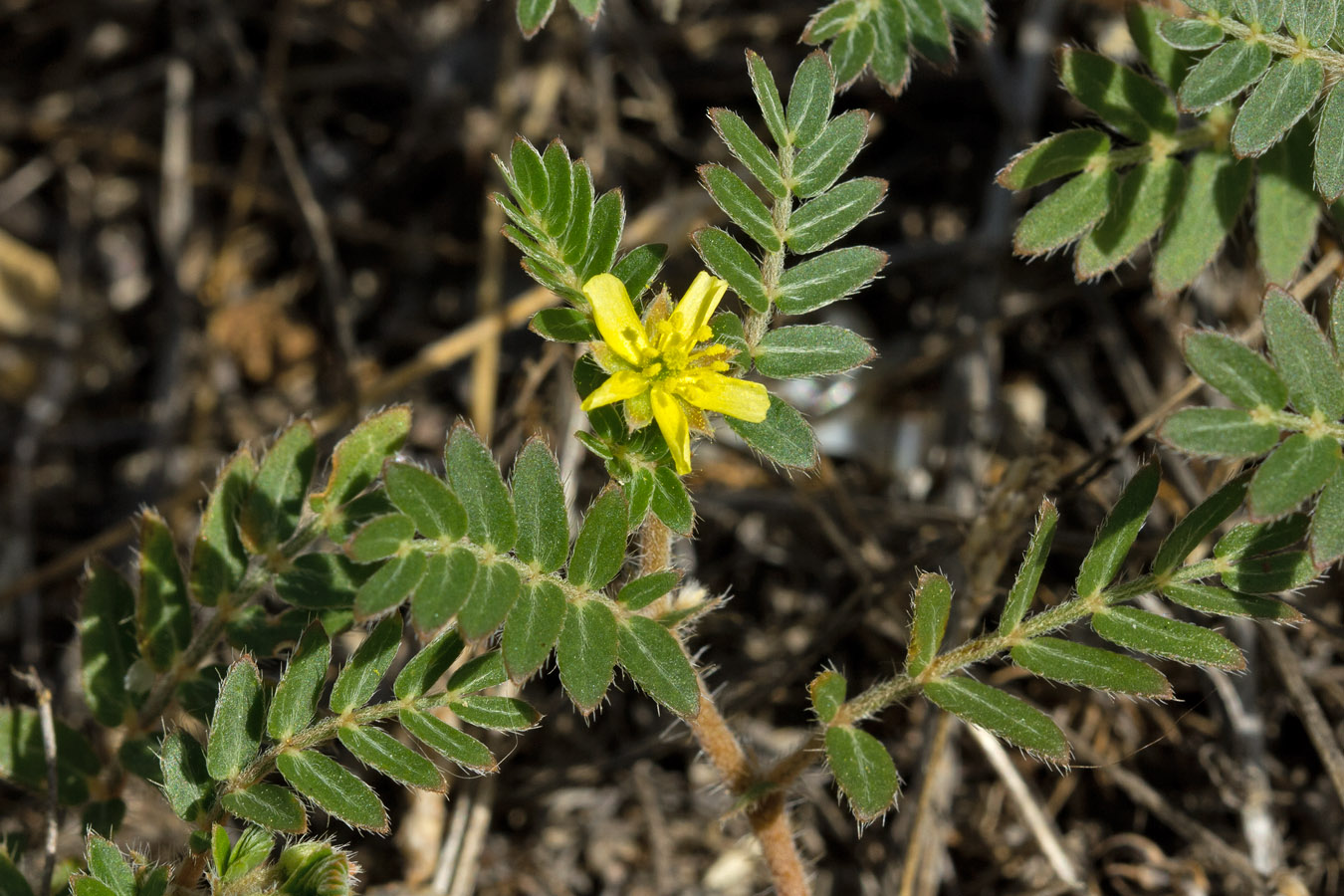 Изображение особи Tribulus terrestris.