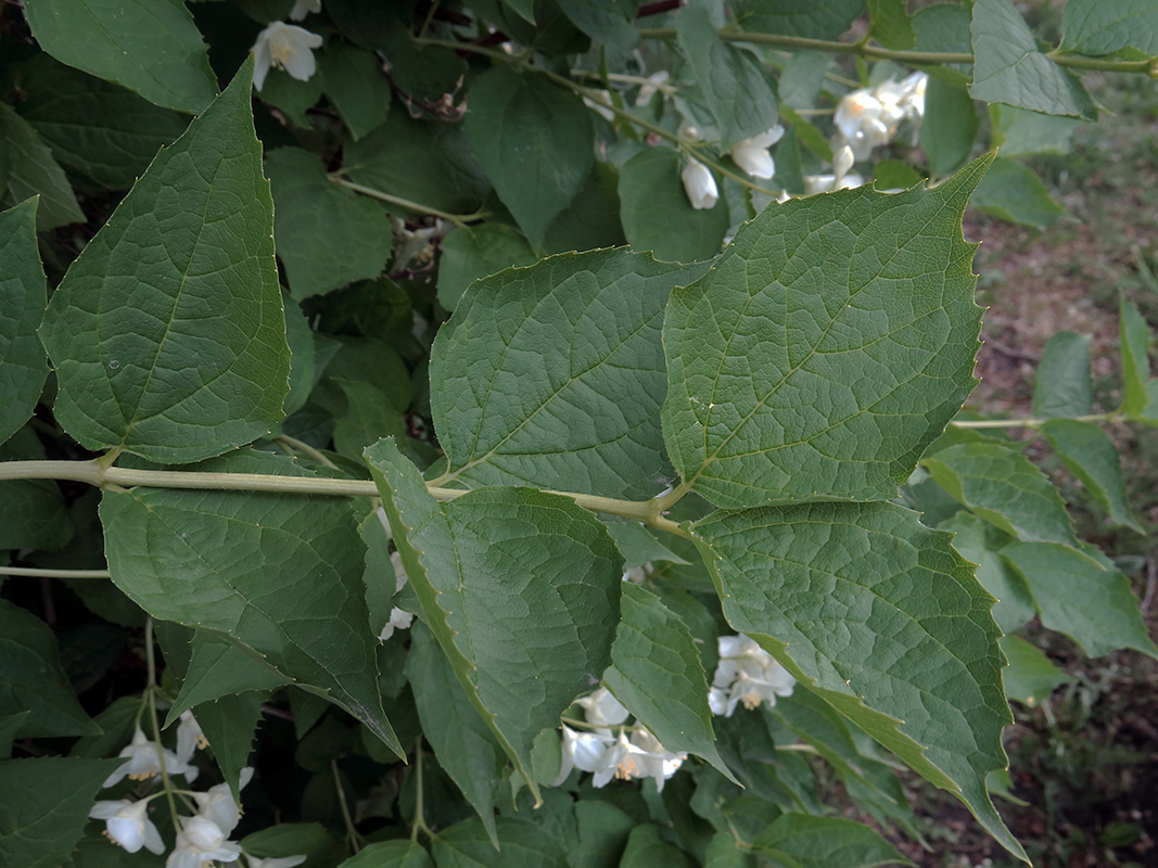 Изображение особи Philadelphus caucasicus.