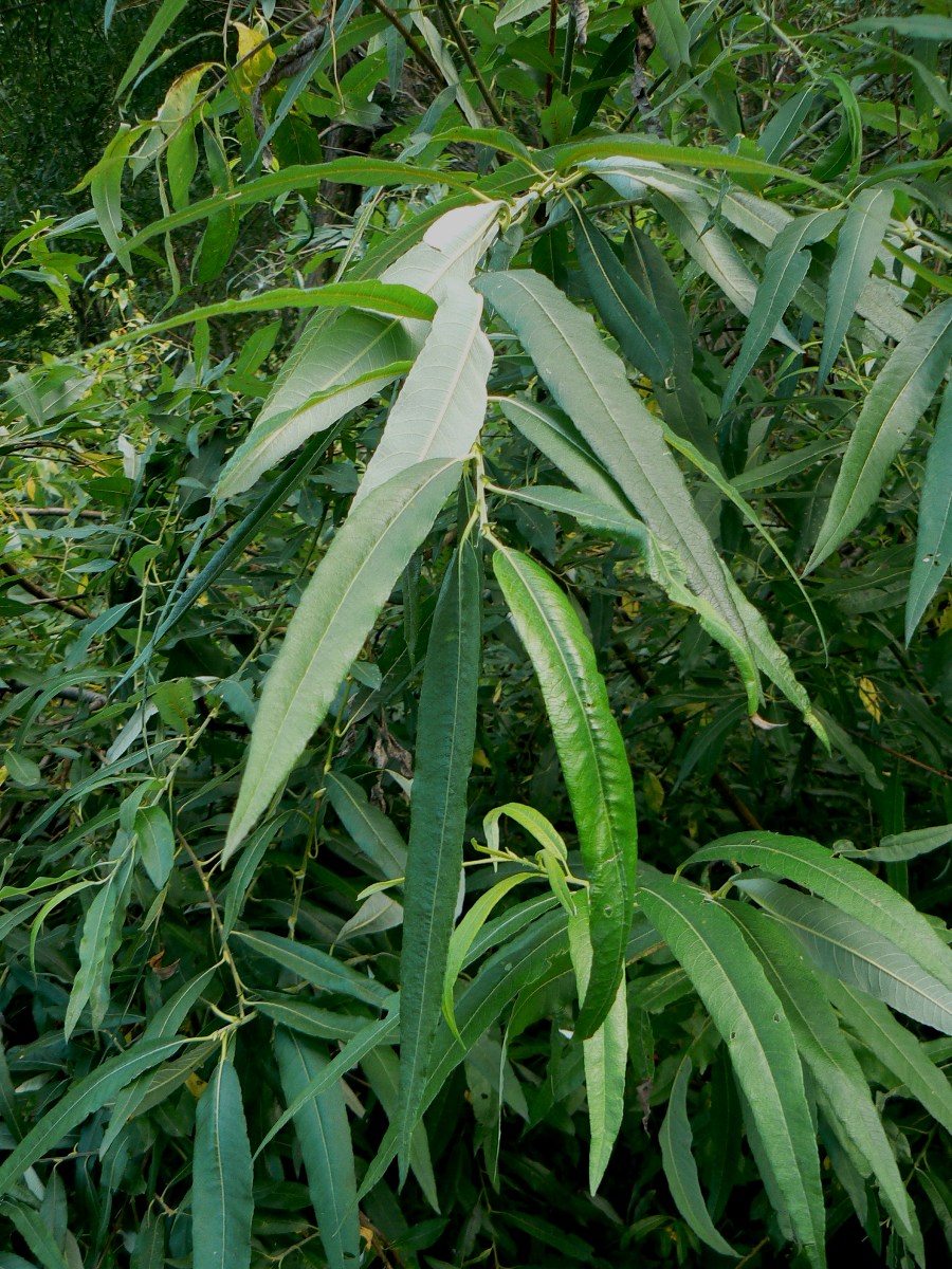 Image of Salix viminalis specimen.