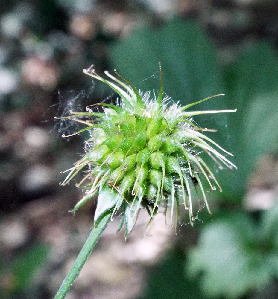 Image of Geum urbanum specimen.