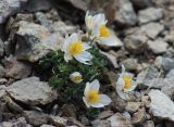 Paraquilegia caespitosa. Цветущее растение. Южный Казахстан, Сайрам-Угамский национальный парк, под Сайрамским пиком на высоте около 3500 м н.у.м., на каменистом склоне. 13 июля 2018 г.