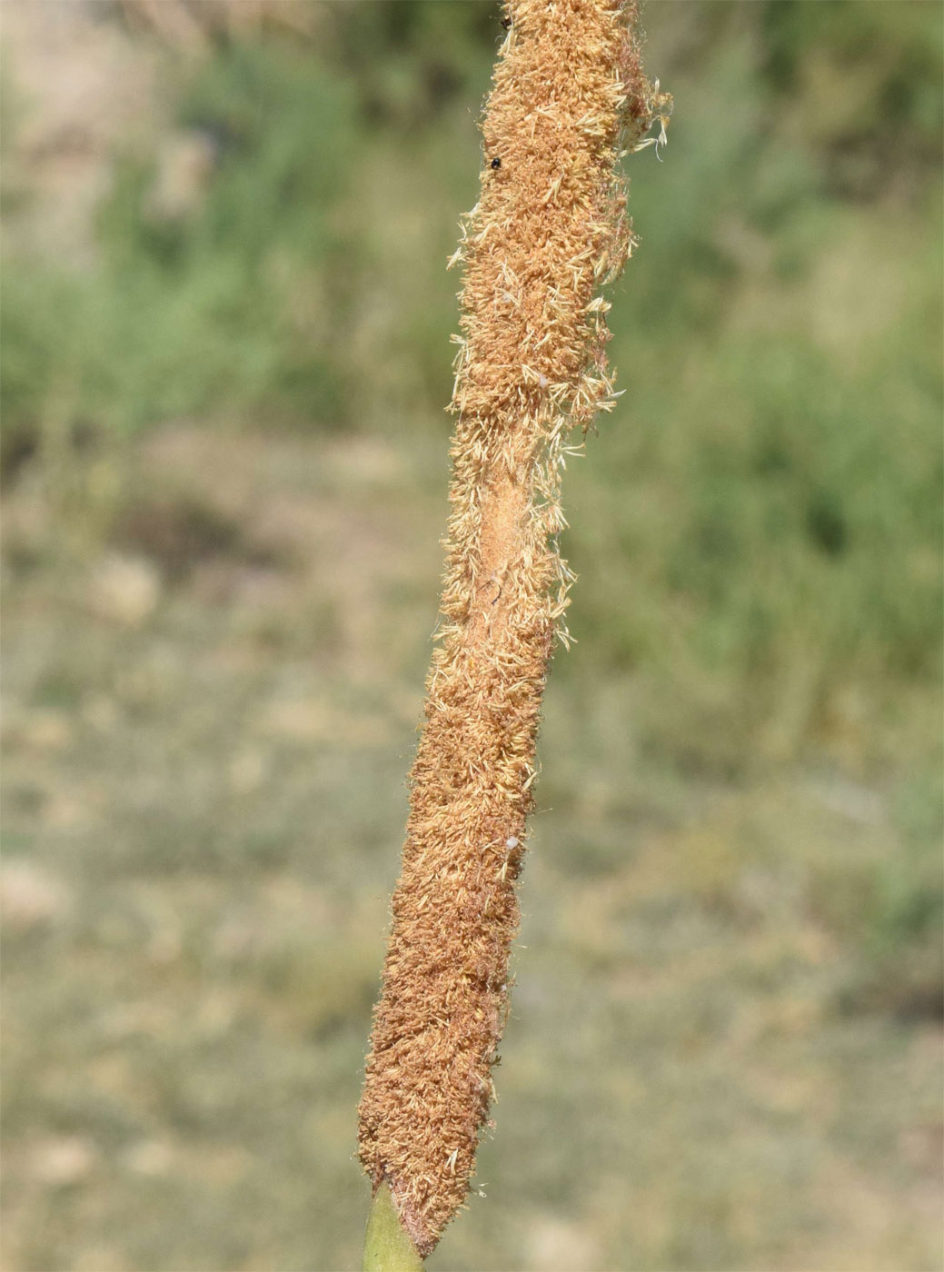 Изображение особи Typha angustifolia.