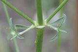 Silene subspecies rhodopea