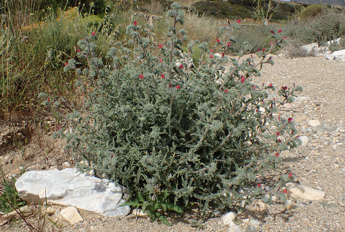 Изображение особи Echium angustifolium.