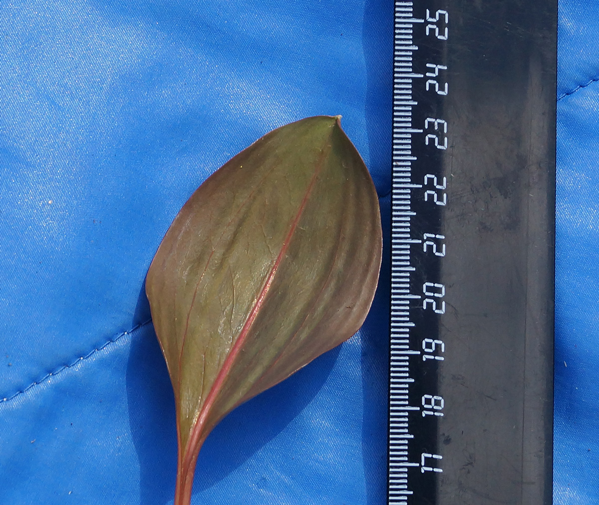 Image of Erythronium krylovii specimen.