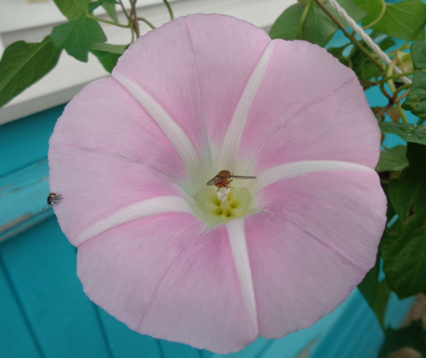 Изображение особи Calystegia spectabilis.