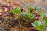 Arctostaphylos uva-ursi. Веточка. Ленинградская обл., Кингисеппский р-н, окр. дер. Урмизно близ охоторыболовной базы \"Динамо\", вырубка на месте сосняка на приморских песках. 09.09.2018.