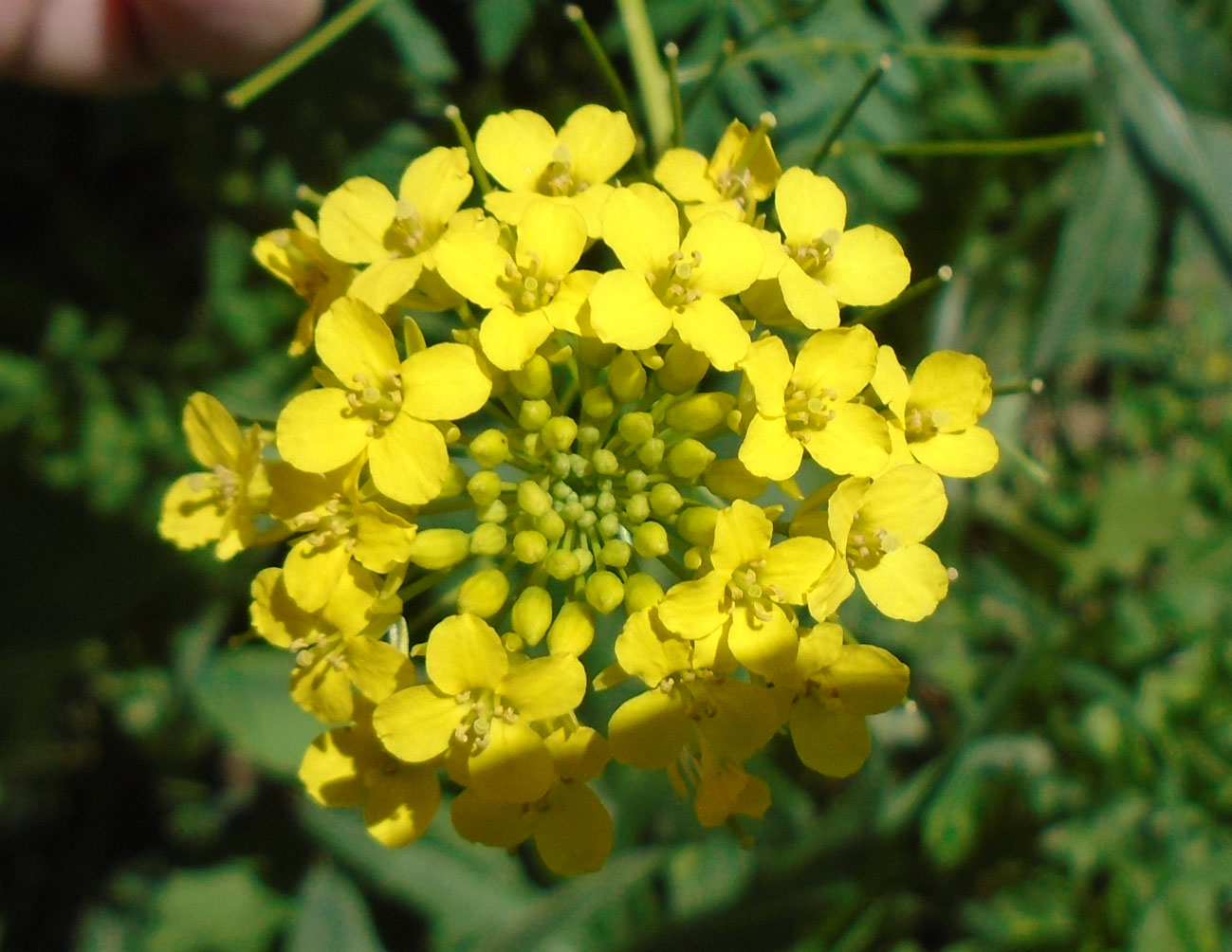 Изображение особи Sisymbrium loeselii.