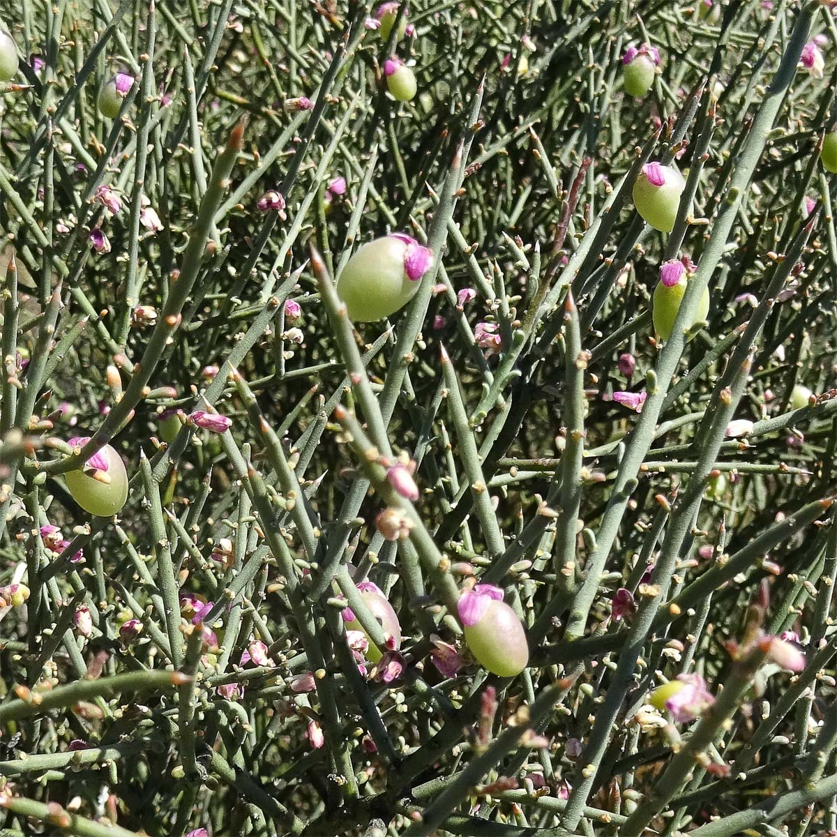 Image of Muraltia spinosa specimen.