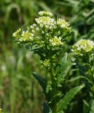 Thlaspi arvense