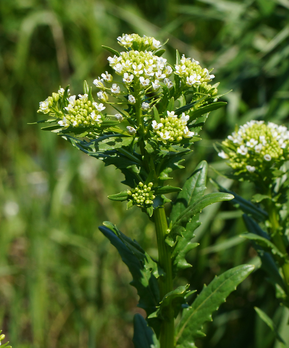 Image of Thlaspi arvense specimen.