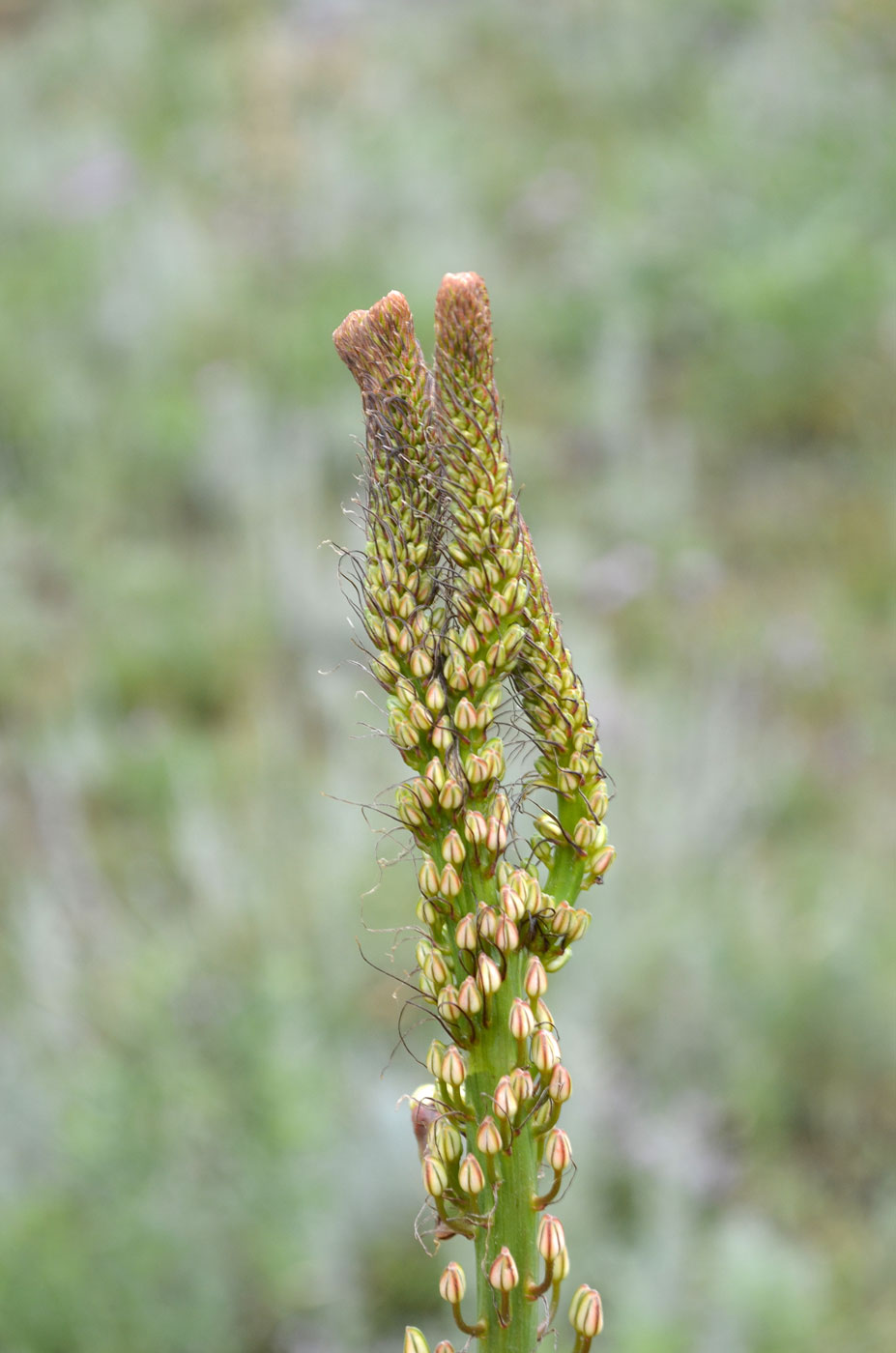 Изображение особи Eremurus tianschanicus.