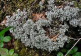 род Cladonia