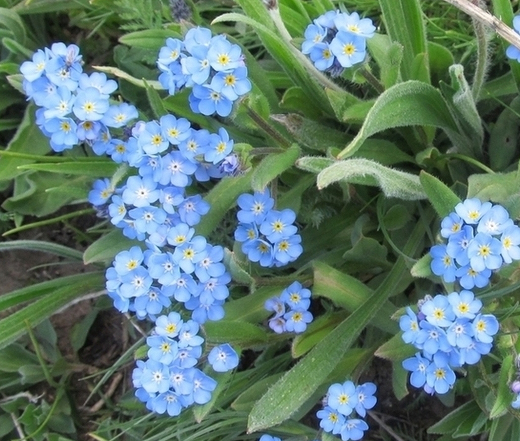 Изображение особи Myosotis alpestris.