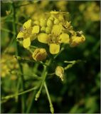 Image of taxon representative. Author is Сергей Апполонов
