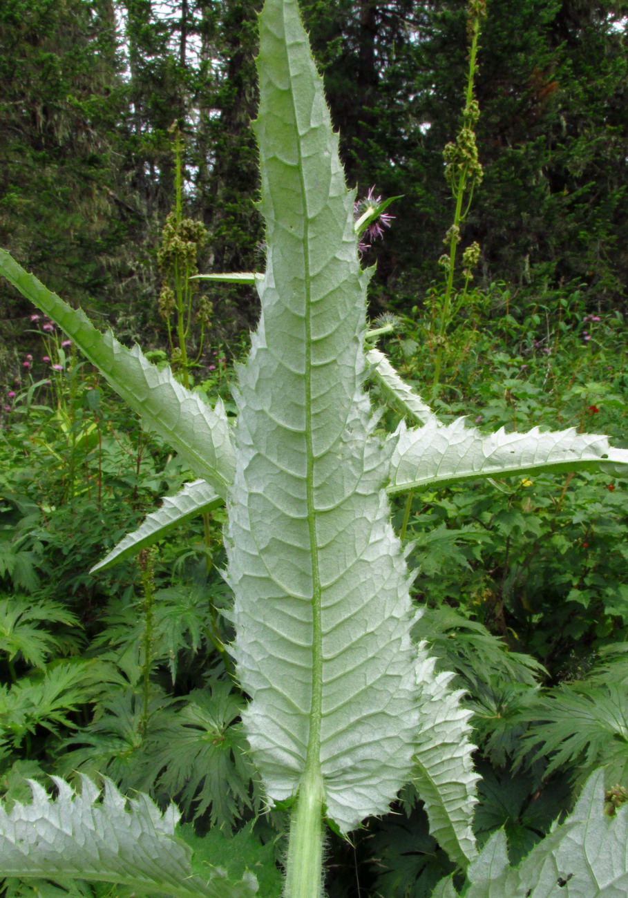 Image of Cirsium helenioides specimen.